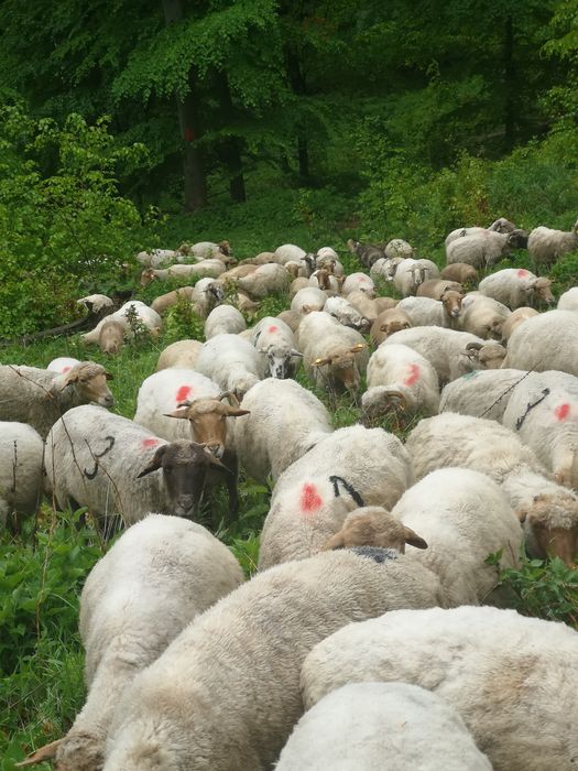 Vind 100 de oi tigaie preț 600 lei negociabil