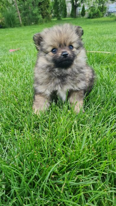 Pomeranian Spitz