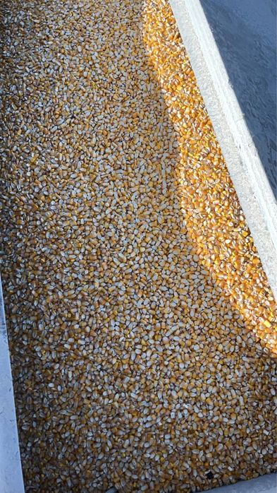 Кукуруза в зерне в обьеме.