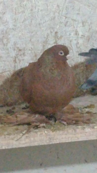 Продам домашних голубей