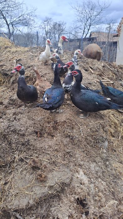 Vand sau schimb ratoi lesesti