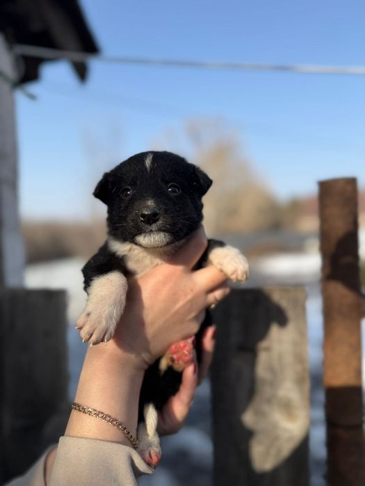 Отдам в любящие руки щенка девочку