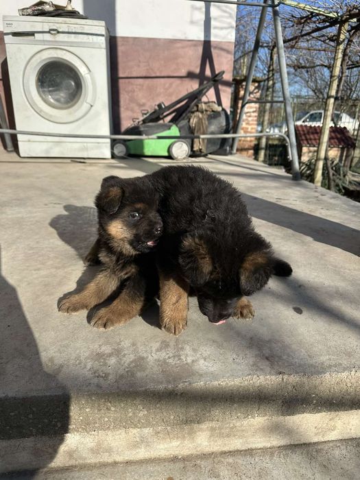 Малки Немски Овчарки