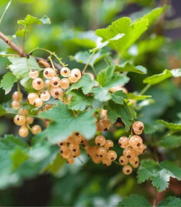 Arbusti Fructiferi (Coacaz Alb )