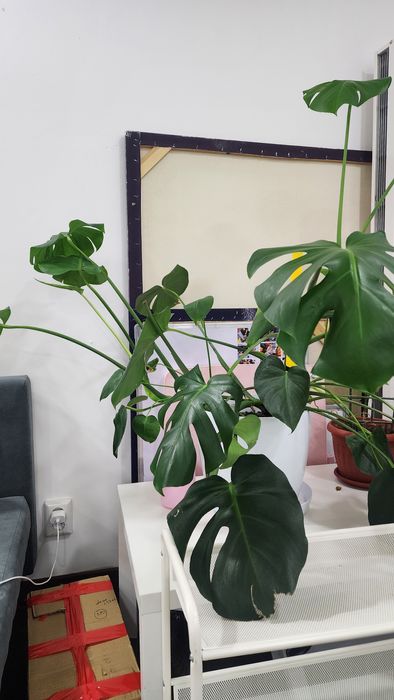 Цветок монстера высокий