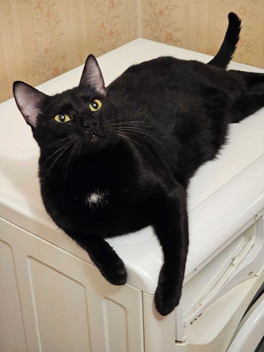 Motan Blacky castrat negru stralucitor