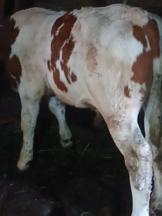 Vând vițel de lapte