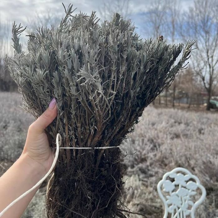 Butași de Lavadă  Sevtopolis Anul 3 Butași cu tufă mare de Vânzare