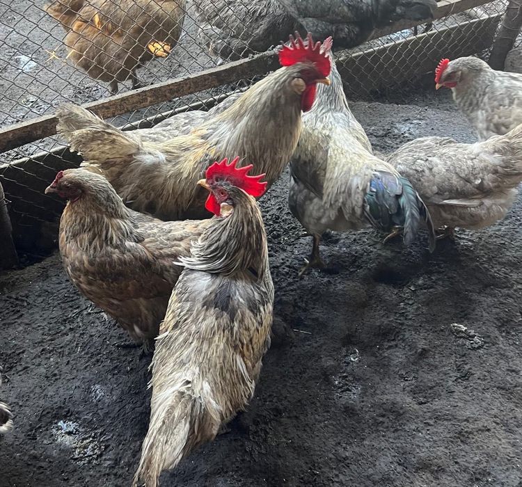 Продам домашних петухов