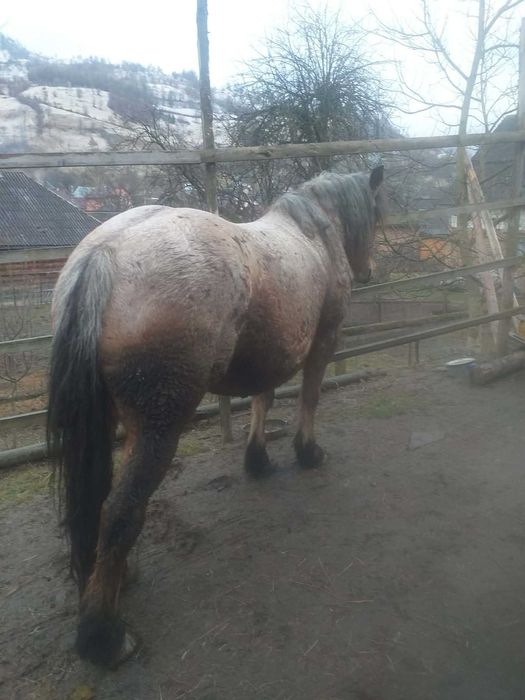 Cal de vanzare.mai multe detalii la telefon