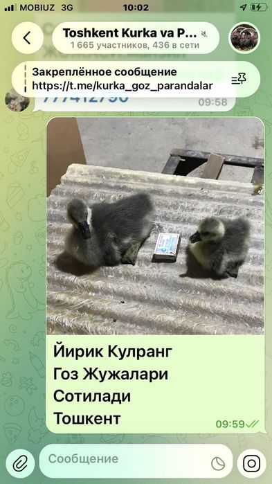 Гоз жужалари ва тухуми бор