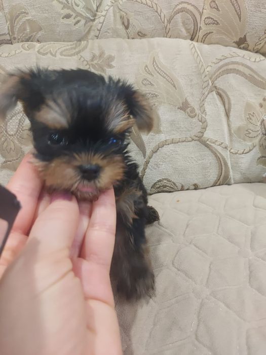 Щенки Мини Йорка