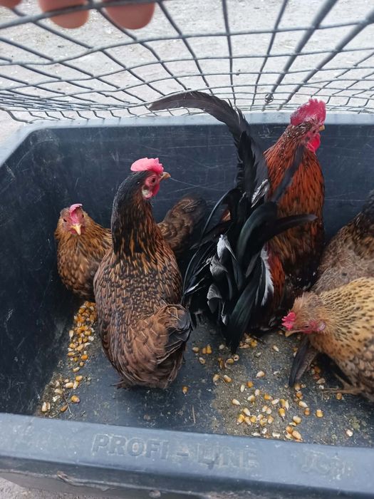 De vânzare cocoși și găini pitici!