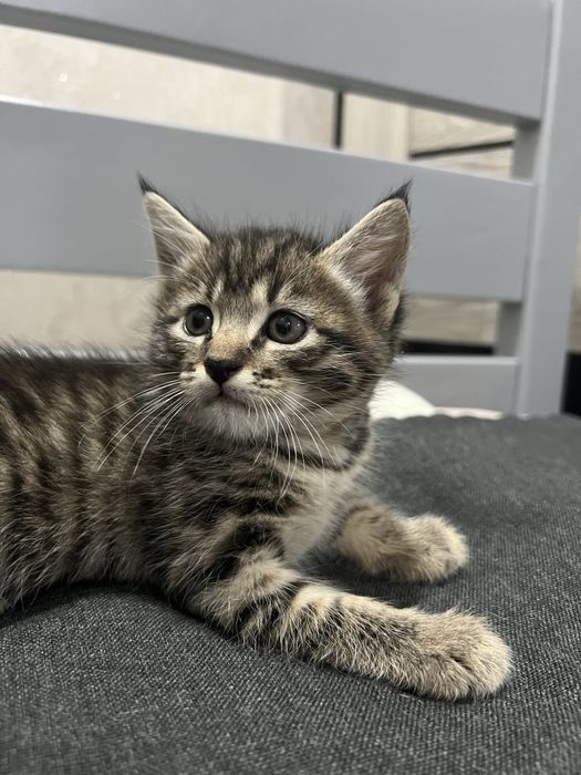 Отдаю красивейших котят