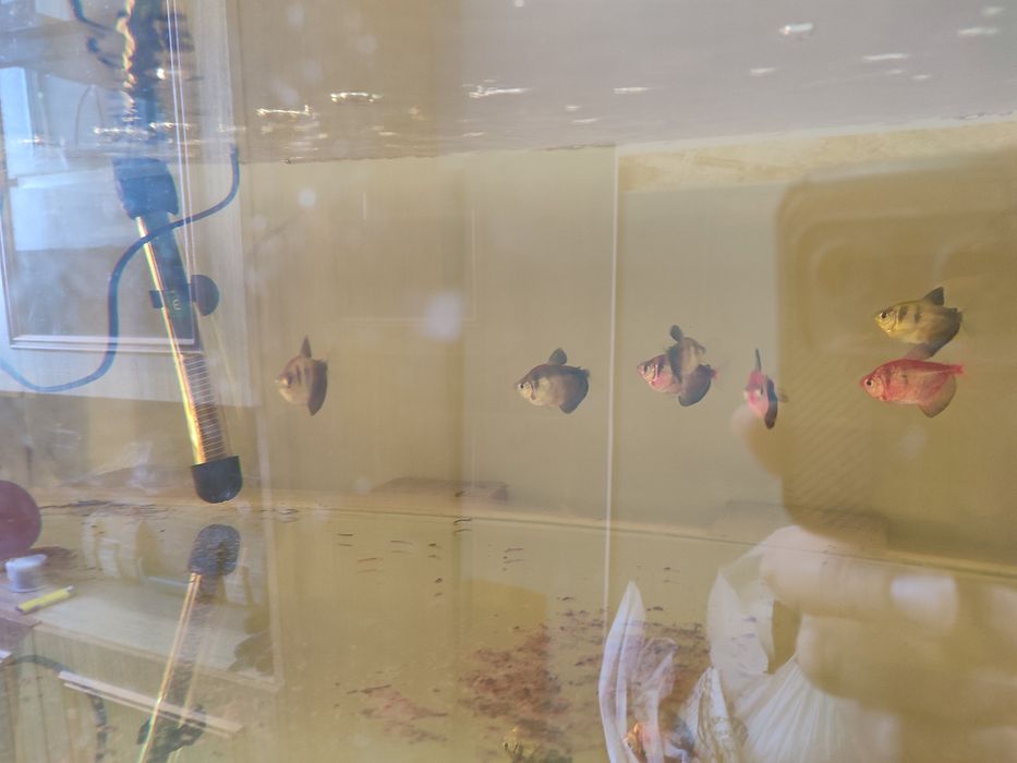 Срочно не дорого продам аквариумных рыб