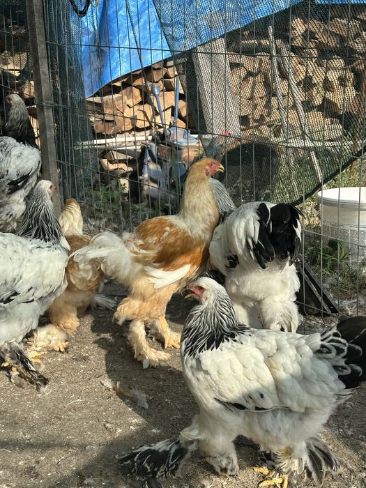 cocosi brahma potarnichiu si lemon