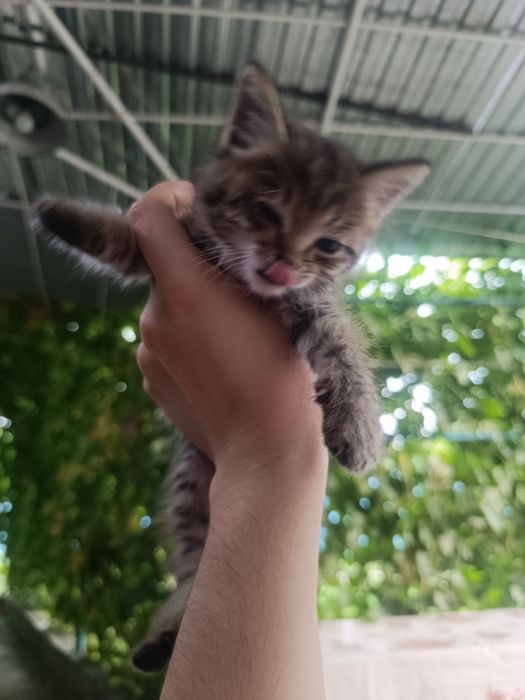 Отдам котят в добрые руки