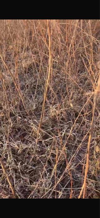 Сосна карагач саженцы