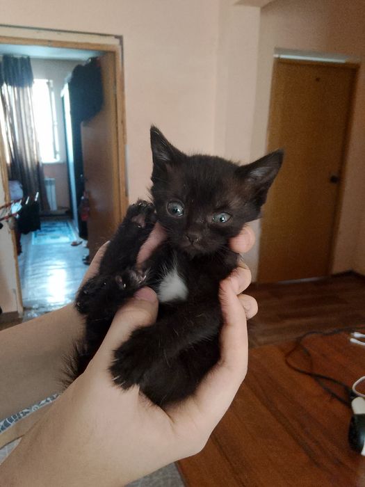 Отдам котят в хорошие руки