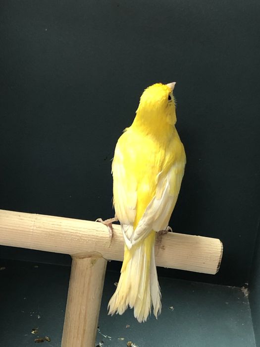 Канарейка кенор (самец)