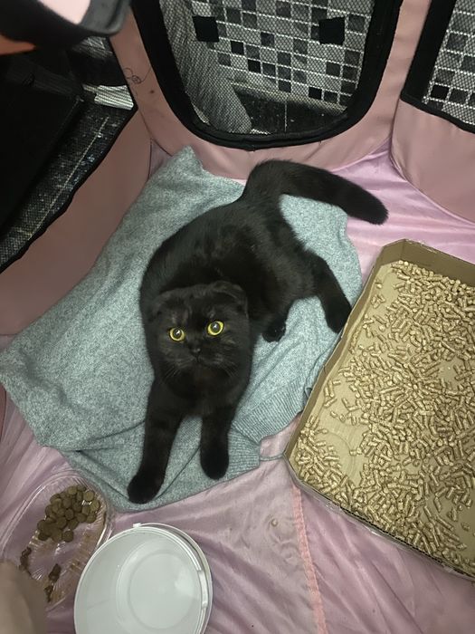 Котя идет дом,читайте описание