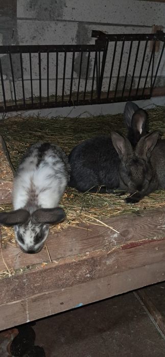 Iepuri  urias si fluture