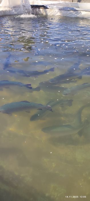 Farel tiriklayin dastafka bor Samarqand buylab