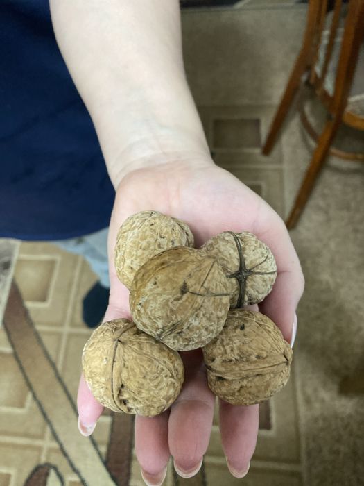 Продам грецкие орехи домашние .