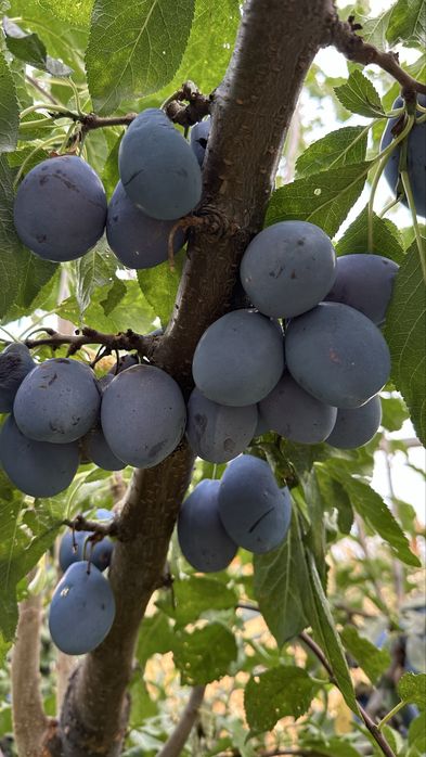 Prune pentru țuică si consum