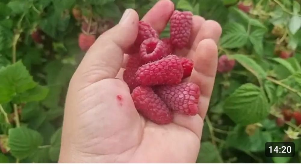 Продам саженцы малины ремонтантные сорта