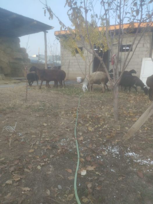 Буаз қойлар сатылады