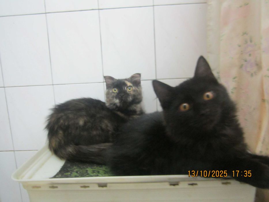 Котята в добрые руки. смотрите другие объявления автора