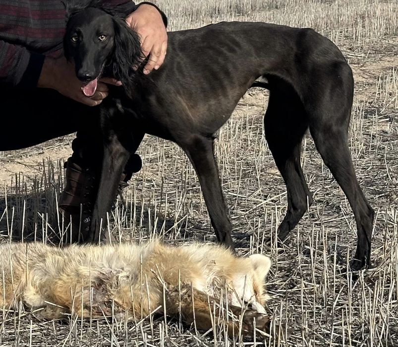 Казахская тазы щенки