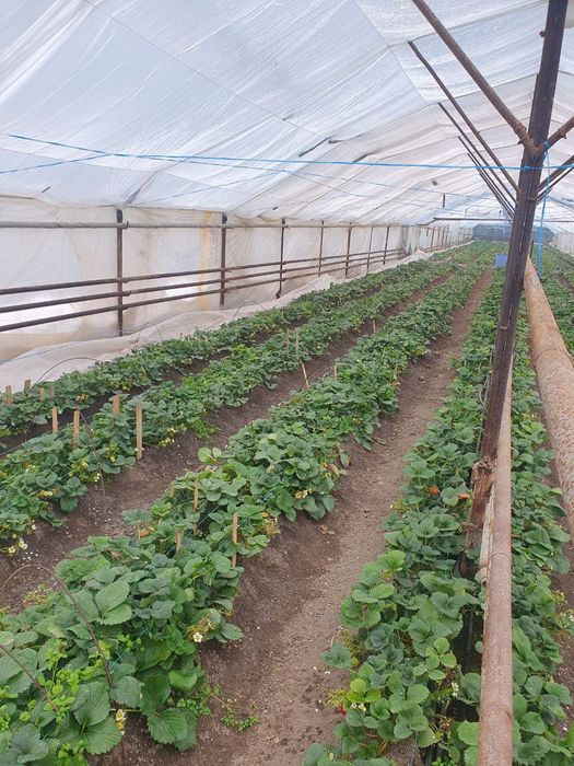 Tayyor qulupnek biznes 13 sotikda