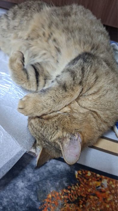 Отдам кота  бесплатно