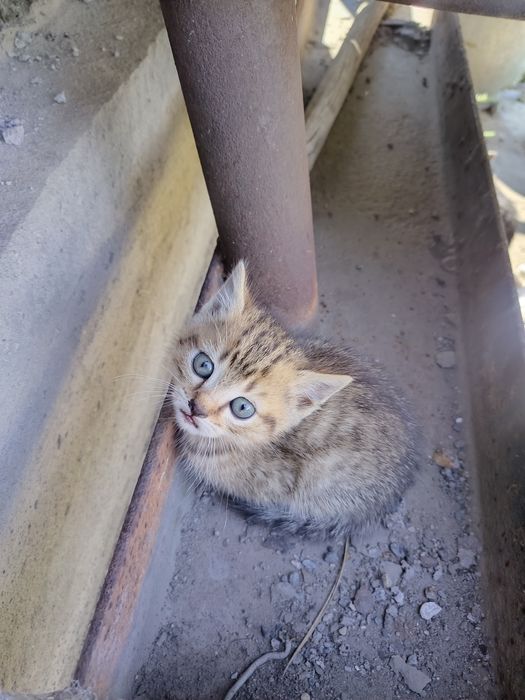 Отдам котят в добрые руки!
Все котята — девочки