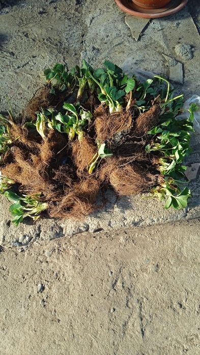 Stoloni capsuni Aprica si Murano