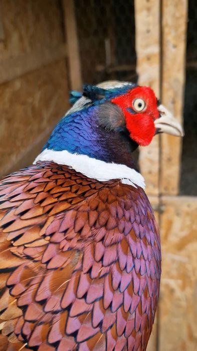 vand oua pentru incubat " fazan comun"