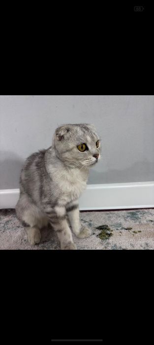 Продаётся отдам в хорошие руки