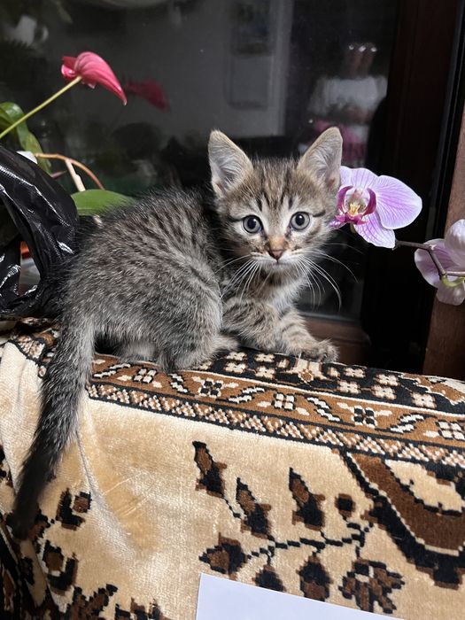 Мысык, котята ищут дом!