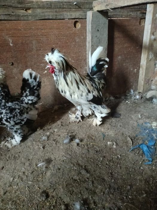 Продаётся султанки пара