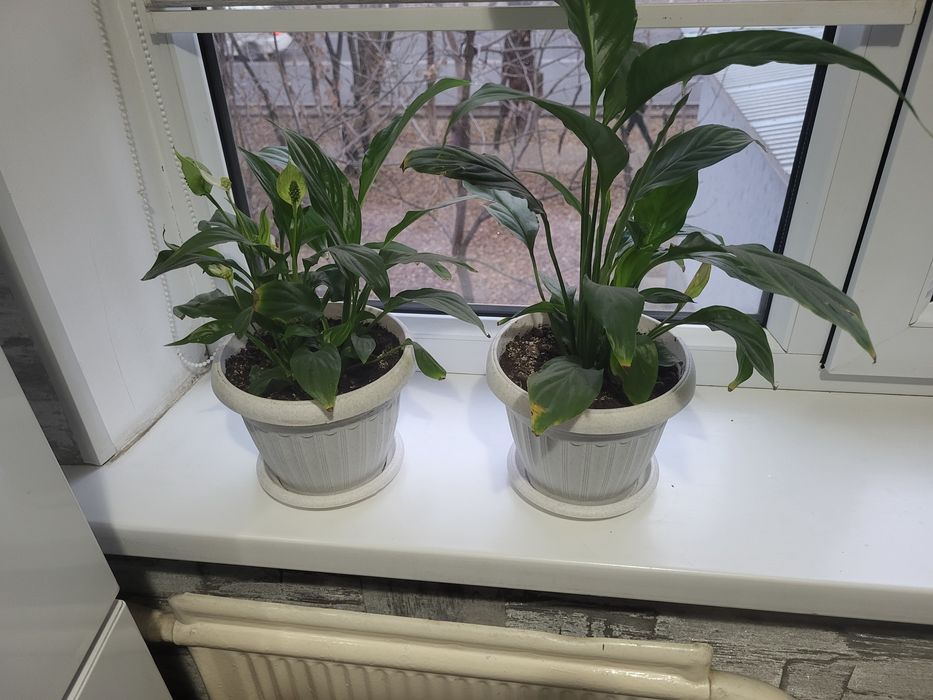 Женское счастье 2 шт по 2500