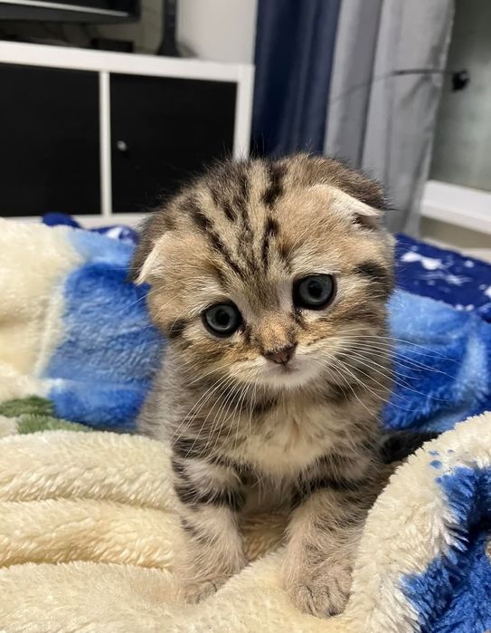 Шикарные котята, мальчики и девочки 1.5 мес