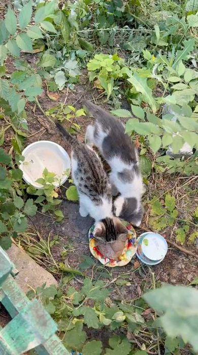 Котятам нужен дом!