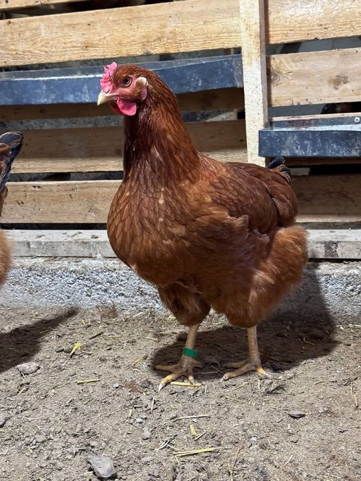 Ханхяп тхумларига заказ оламиз