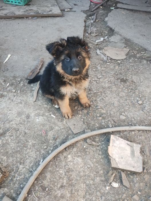 Немска овчарка. Женски