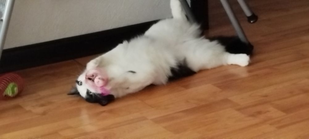 Кошечка ищем любящею семью