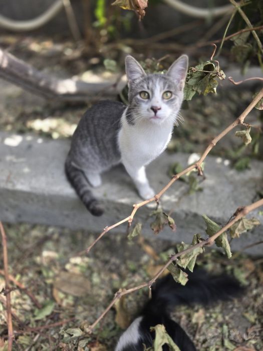 Кошечка серая и рыжие коты от мамы Турецкой Ангорки