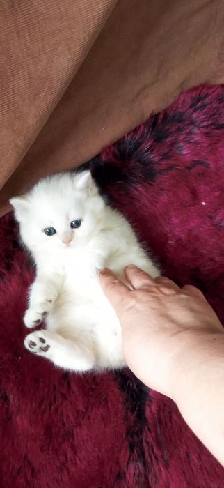 Шиншилла котёнок -девочка