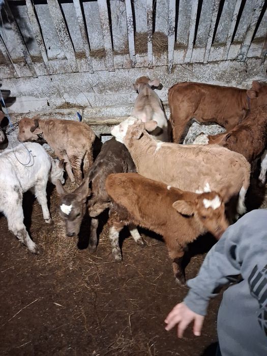 Vând taurasi baltati și belgieni